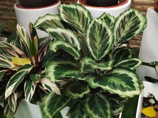 Kwiat calathea zachwyca liśćmi w odcieniach zieleni i kremu, tworząc egzotyczną mozaikę.