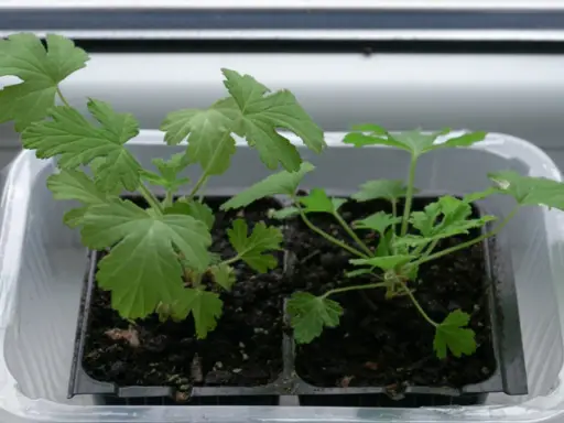 Młode sadzonki pelargonii w plastikowej osłonce. Czy geranium jest trujące? Te rośliny są bezpieczne dla zwierząt domowych i ludzi.