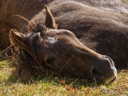 Ein braunes Pferd liegt erschöpft im Gras. Die Mähne fällt ins Gesicht. Mögliche Schlaganfall Pferd Symptome könnten hier zu sehen sein.