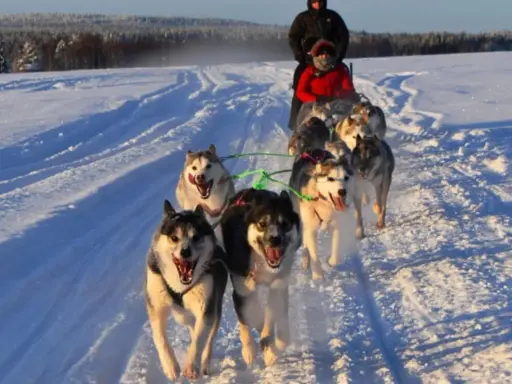 Hundspann i Sverige drar fram över snön med glada hundar och passagerare.