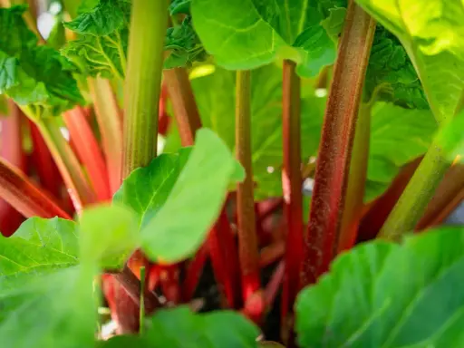 Gros plan sur des tiges rouges et vertes de rhubarbe en pot, avec des feuilles luxuriantes.