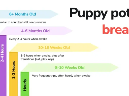 Graphique montrant combien de temps un chien peut se retenir : les chiots de 8-10 semaines ont besoin de sorties horaires, ceux de 10-16 semaines toutes les 1-2 heures.