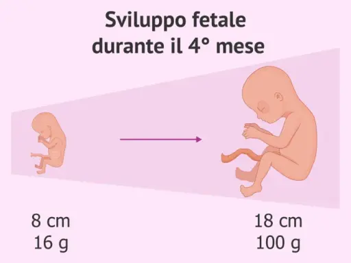 Sviluppo fetale durante il 4° mese: da 8 cm e 16 g a 18 cm e 100 g.
