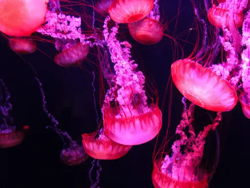 Meduse rosa e viola fluttuano nell'oscurità, con tentacoli sottili. Si nutrono di plancton e piccoli organismi marini.