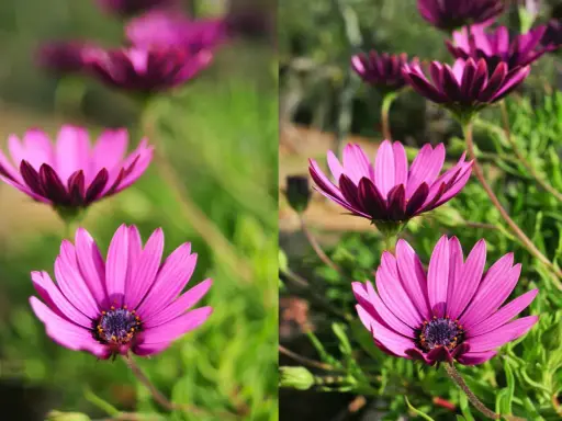 Fotografia makro ukazuje fioletowe kwiaty z bliska.