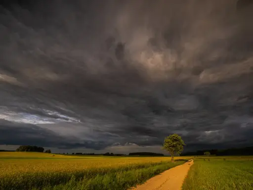 Burzowe niebo nad polami rzepaku. Droga wije się przez zielone łąki, a samotne drzewo stoi na tle dramatycznych chmur. To piękne krajobrazy Podlasia.