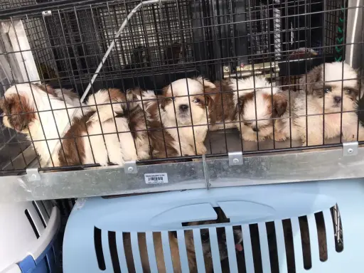 Szczenięta Shih Tzu w klatce, gotowe do transportu. Jak sprawdzić hodowlę psów? Zwróć uwagę na warunki i zdrowie zwierząt.