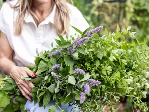 A woman holds a large bunch of fresh herbs, including lemon balm plant flowers, with delicate purple blooms and vibrant green leaves.