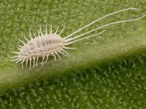 Gros plan d'une cochenille farineuse sur une feuille verte. Un traitement efficace est essentiel pour éradiquer ces nuisibles.