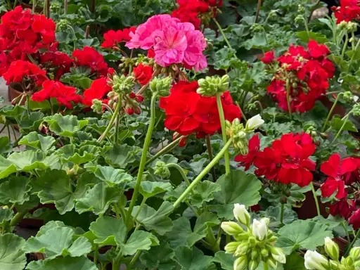 Kwitnący geranium w odcieniach czerwieni i różu, z zielonymi liśćmi.