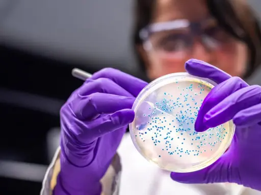 Naukowczyni w fioletowych rękawiczkach bada szalkę Petriego z koloniami bakterii, w tym escherichia coli, pod mikroskopem.