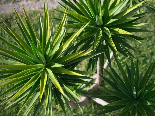 Yuca planta exterior con hojas verdes y puntiagudas, dispuestas en rosetas. El tronco leñoso se ve entre las hojas.