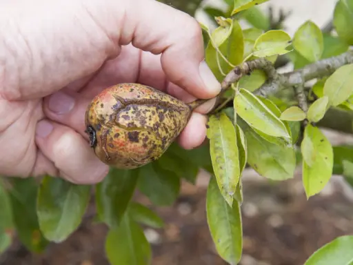 Main d'une personne tenant une poire affectée par la maladie du poirier, montrant des taches et des craquelures sur la peau du fruit.