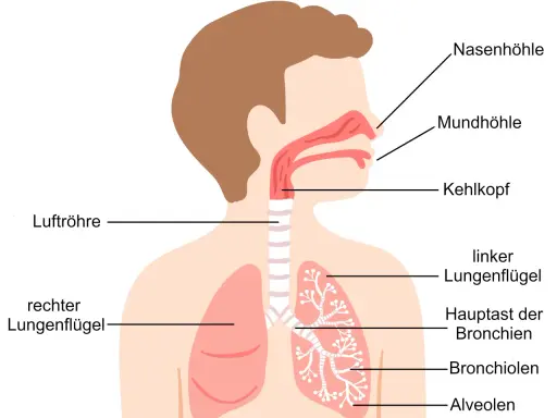 Schema der Atemwege: Nasenhöhle, Mundhöhle, Kehlkopf, Luftröhre, Hauptast der Bronchien und feineren Bronchiolen bis zu den Alveolen.