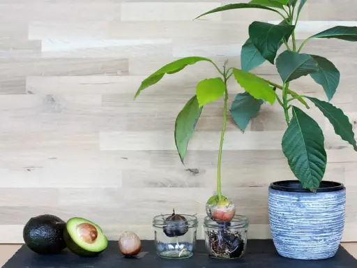 Von ganzen Avocados bis zu einer jungen avocado pflanze im Topf, die Entwicklung von der Frucht zum grünen Sprössling.