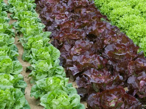 Légumes verts et rouges en rangées. Idéal pour savoir quand planter les salades en pleine terre.