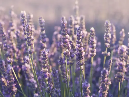 Pole pełne kwitnącej lawendy wąskolistnej (lavandula angustifolia) w delikatnym, rozproszonym świetle.
