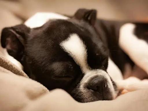Czarno-biały pies Boston Terrier śpi głęboko na miękkim kocu. Widać, ile śpi pies, gdy odpoczywa.