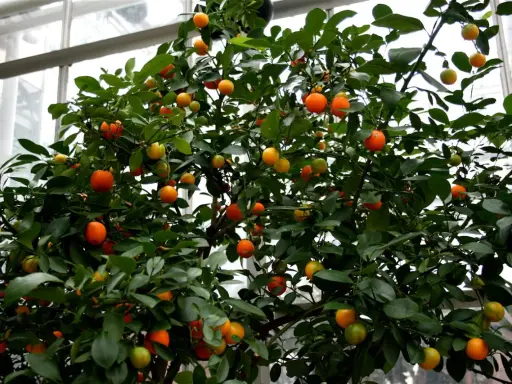 Krzew z owocami, jak małe pomarańcze, to **oriana calamondin**.