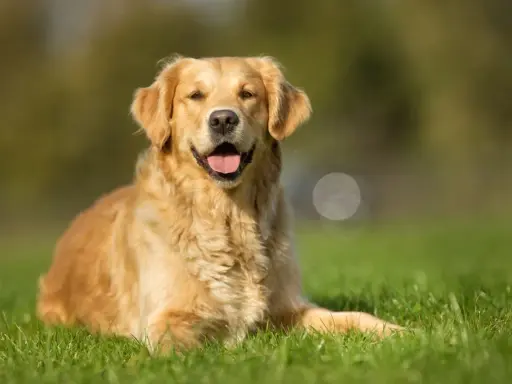 Uśmiechnięty golden retriever leży na trawie, ciesząc się ciepłym dniem.
