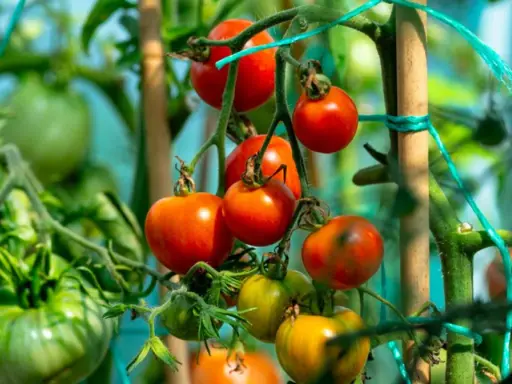 Tomates rouges et vertes mûrissant sur la tige, promettant les meilleures tomates pour salade.