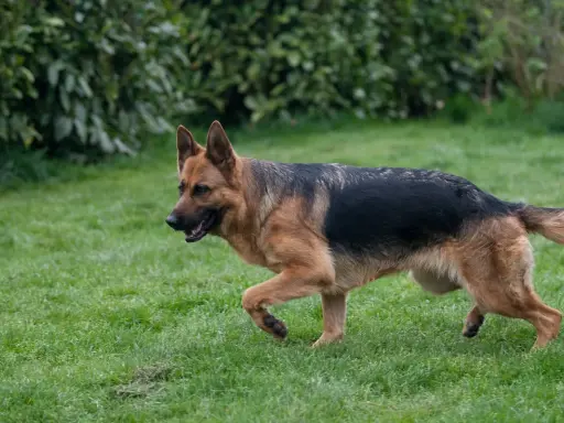 Berger allemand en pleine course sur l'herbe, signe d'une bonne alimentation et d'une santé de fer.