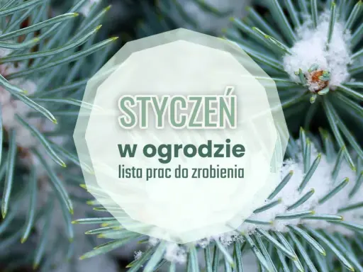 Gałązki świerku pokryte śniegiem z napisem "Styczeń w ogrodzie".