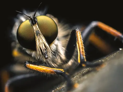Obiektyw makro do owadów: Wybierz idealny! Poradnik eksperta