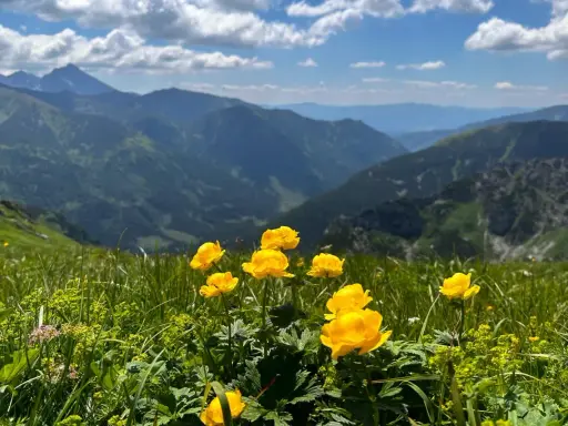 Alpejskie byliny z Tatr, żółte kwiaty na tle górskich szczytów i błękitnego nieba.
