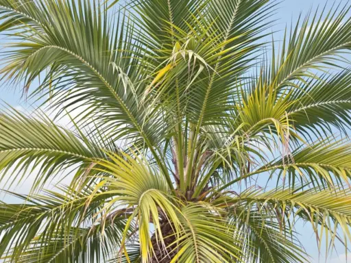 Le soleil a pâli les feuilles d'un palmier, lui donnant une teinte jaune-vert sous le ciel bleu.