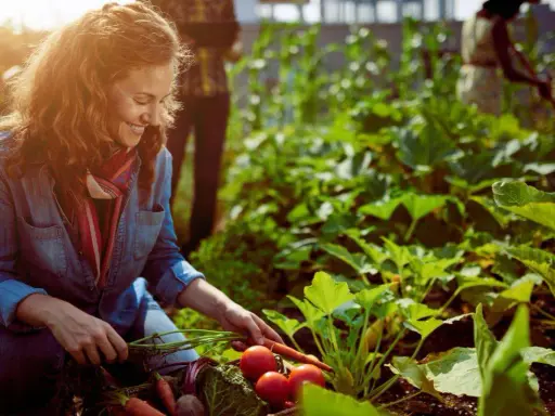 Femme souriante récoltant des carottes et des tomates dans un potager sans entretien luxuriant.