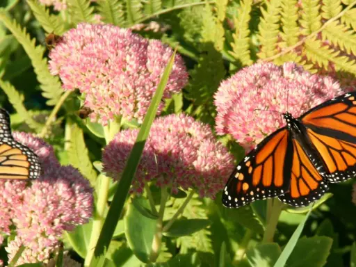 Un papillon monarque aux ailes orange et noires butine des fleurs roses. Des abeilles travaillent aussi sur les asclépiades.