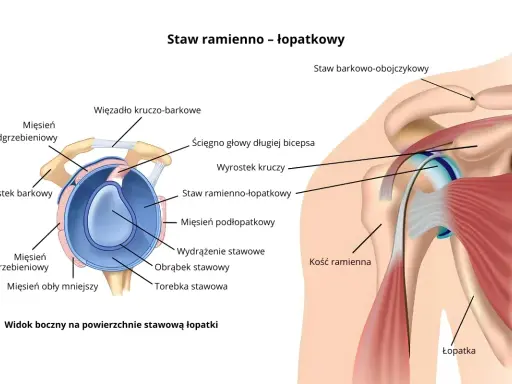 Anatomia stawu ramienno-łopatkowego: mięsień grzebieniowy barku, ścięgno bicepsa, więzadła i kości.
