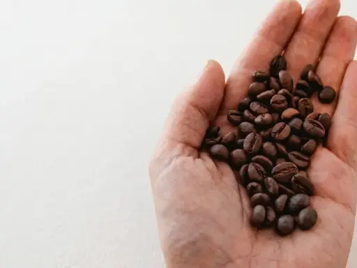Eine Hand hält geröstete Kaffeebohnen. Das Bild erklärt, was bedeutet entkoffeiniert: Kaffee ohne Koffein.