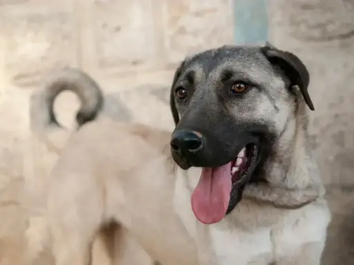 Potężny pies rasy kangal, turecka rasa psa, z językiem na wierzchu, gotowy do zabawy.