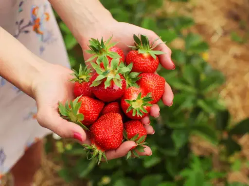 Mains tenant une poignée de fraises rouges et juteuses, prêtes à être plantées.