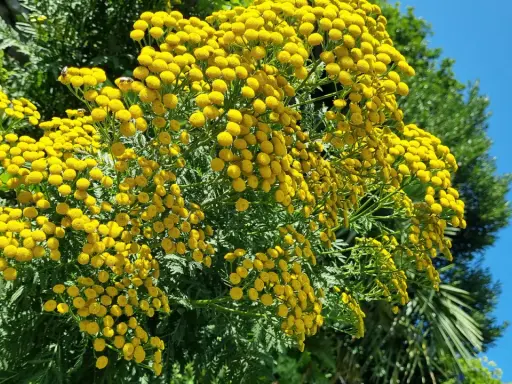 Un bouquet de fleurs jaunes vives, ressemblant à des boutons, se dresse fièrement. Ces fleurs, connues pour leur utilisation en purin de tanaisie, attirent des insectes bourdonnants sous un ciel bleu éclatant.