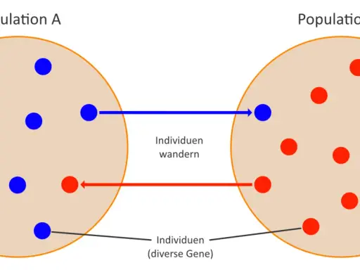 Zwei Populationen (A und B) mit roten und blauen Individuen. Individuen wandern zwischen ihnen, was den populationsgenetischen Artbegriff illustriert.