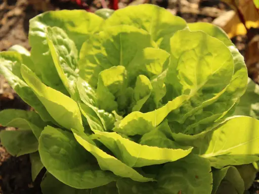 Une belle laitue verte, prête à faire pommer les salades, pousse dans le jardin. Ses feuilles tendres sont baignées de soleil.