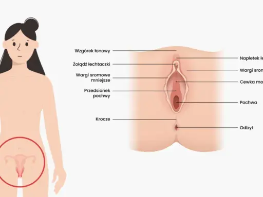 Ilustracja anatomiczna przedstawiająca budowę zewnętrznych narządów płciowych kobiety z opisami.