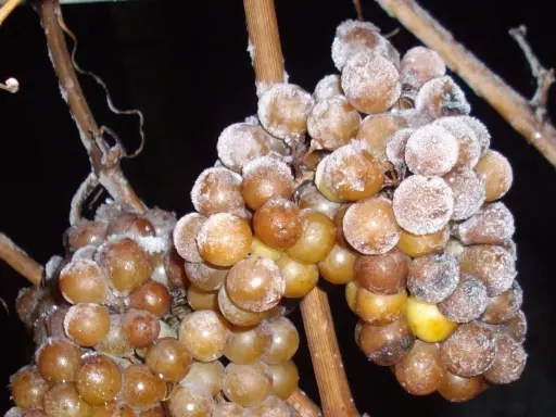 Gefrorene Trauben, die auf den Frost warten, um zu Eiswein verarbeitet zu werden. Was ist Eiswein? Ein süßer Wein, der aus gefrorenen Trauben hergestellt wird.