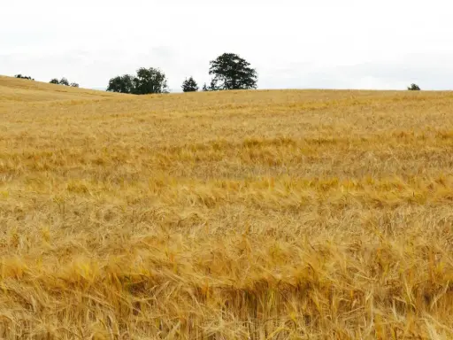Goldgelbes Gerstenfeld unter bewölktem Himmel. Hier wächst die Basis für einen guten, glutenfreien Whiskey.