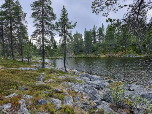 En sjö kantad av stenar och tallar i Rogens naturreservat. Marken är täckt av mossa och ljung.