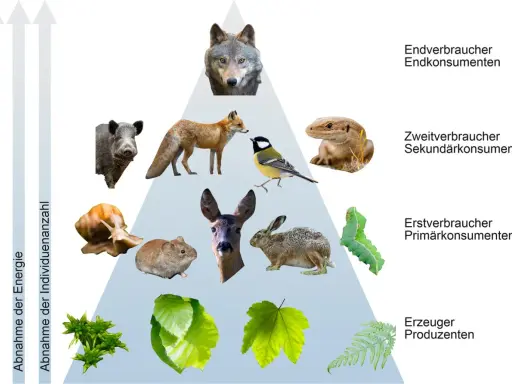 Wolf, Fuchs, Wildschwein, Eidechse, Meise, Reh, Hase, Maus, Schnecke, Raupe und Pflanzen bilden eine Nahrungskette.