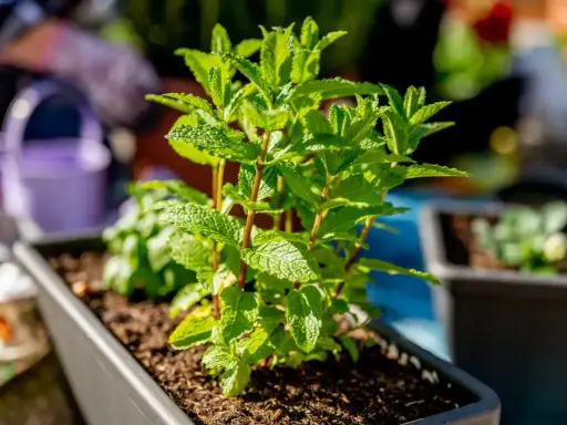 Planta de menta en maceta, ideal como plantas antimosquitos para tu jardín.