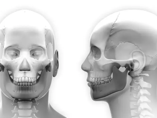 Anatomia czaszki z przodu i z profilu, kluczowa dla terapii twarzowo czaszkowej.