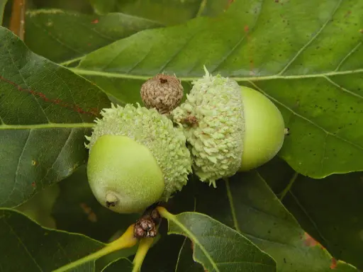 Glands de chêne verts sur une branche. Pour savoir dans quel sens planter un gland de chêne, il faut observer la petite pointe qui sera la future racine.