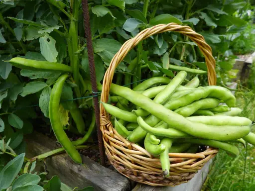 Panier rempli de fèves vertes fraîchement cueillies, à côté des plants. Idéal pour savoir dans quel sens semer les fèves pour une récolte abondante.