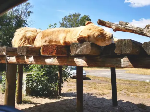 Safaripark Stukenbrock: Alle Attraktionen & Shows für Ihren Ausflug