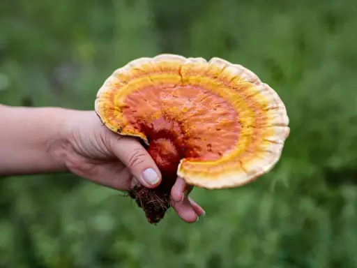 Une main tient un champignon reishi aux couleurs vives, évoquant ses nombreux bienfaits pour la santé.